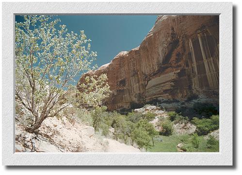 Calf Creek Tree