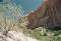 Calf Creek Tree