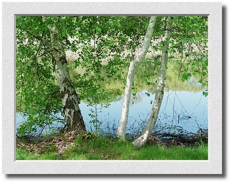 Birch Trees and Pond, Coolidge Reservation