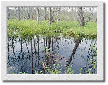 Essex Marsh #2