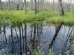 Essex Marsh #2