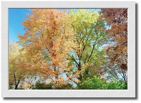 Foliage, Wingaersheek Rd.