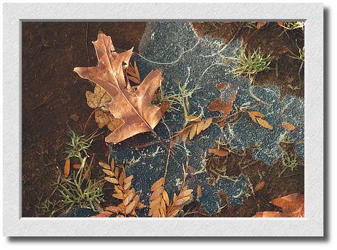 Leaf in Ice