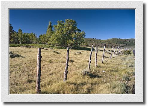 Kolob Tree