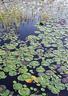 Lily Pads, Lily Pond