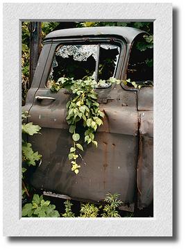 Old Truck and Vines