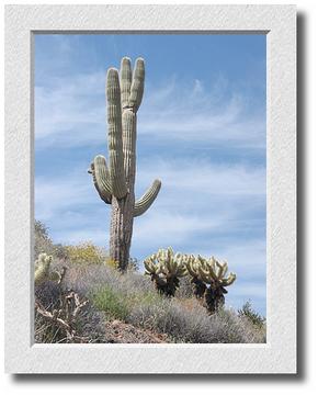 Saguaro Cactus, Tonto National Monument