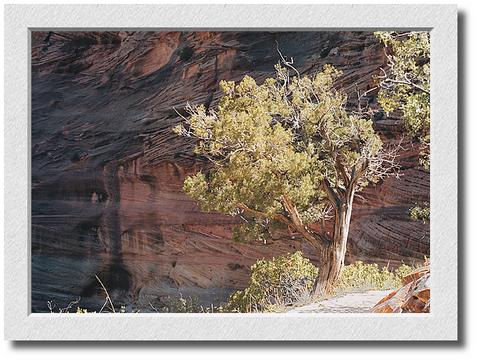 Tree At Angels Landing