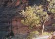 Tree At Angels Landing