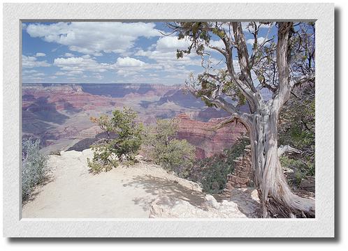 Canyon View, One Tree